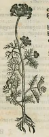 An illustration from Botanicon, continens herbarum, aliorumque simplicium, quorum usus in medicinis est, descriptiones et iconas ad vivum effigiatas : ex praecipuis tam Grecis quam Latinis Authoribus jam recens concinnatum ; Additis etiam, quae Neotericorum obseruationes & experientiae uel comprobarunt denuo, uel nuper inuenerunt/ Avt. Theodorico Dorstenio Medico (1540)