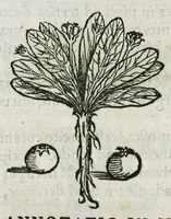 An illustration from Botanicon, continens herbarum, aliorumque simplicium, quorum usus in medicinis est, descriptiones et iconas ad vivum effigiatas : ex praecipuis tam Grecis quam Latinis Authoribus jam recens concinnatum ; Additis etiam, quae Neotericorum obseruationes & experientiae uel comprobarunt denuo, uel nuper inuenerunt/ Avt. Theodorico Dorstenio Medico (1540)