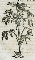 An illustration from Botanicon, continens herbarum, aliorumque simplicium, quorum usus in medicinis est, descriptiones et iconas ad vivum effigiatas : ex praecipuis tam Grecis quam Latinis Authoribus jam recens concinnatum ; Additis etiam, quae Neotericorum obseruationes & experientiae uel comprobarunt denuo, uel nuper inuenerunt/ Avt. Theodorico Dorstenio Medico (1540)