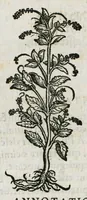 An illustration from Botanicon, continens herbarum, aliorumque simplicium, quorum usus in medicinis est, descriptiones et iconas ad vivum effigiatas : ex praecipuis tam Grecis quam Latinis Authoribus jam recens concinnatum ; Additis etiam, quae Neotericorum obseruationes & experientiae uel comprobarunt denuo, uel nuper inuenerunt/ Avt. Theodorico Dorstenio Medico (1540)