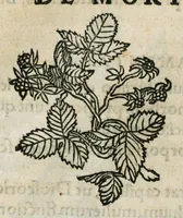 An illustration from Botanicon, continens herbarum, aliorumque simplicium, quorum usus in medicinis est, descriptiones et iconas ad vivum effigiatas : ex praecipuis tam Grecis quam Latinis Authoribus jam recens concinnatum ; Additis etiam, quae Neotericorum obseruationes & experientiae uel comprobarunt denuo, uel nuper inuenerunt/ Avt. Theodorico Dorstenio Medico (1540)