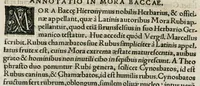 An illustration from Botanicon, continens herbarum, aliorumque simplicium, quorum usus in medicinis est, descriptiones et iconas ad vivum effigiatas : ex praecipuis tam Grecis quam Latinis Authoribus jam recens concinnatum ; Additis etiam, quae Neotericorum obseruationes & experientiae uel comprobarunt denuo, uel nuper inuenerunt/ Avt. Theodorico Dorstenio Medico (1540)
