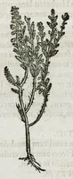 An illustration from Botanicon, continens herbarum, aliorumque simplicium, quorum usus in medicinis est, descriptiones et iconas ad vivum effigiatas : ex praecipuis tam Grecis quam Latinis Authoribus jam recens concinnatum ; Additis etiam, quae Neotericorum obseruationes & experientiae uel comprobarunt denuo, uel nuper inuenerunt/ Avt. Theodorico Dorstenio Medico (1540)