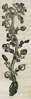 An illustration from Botanicon, continens herbarum, aliorumque simplicium, quorum usus in medicinis est, descriptiones et iconas ad vivum effigiatas : ex praecipuis tam Grecis quam Latinis Authoribus jam recens concinnatum ; Additis etiam, quae Neotericorum obseruationes & experientiae uel comprobarunt denuo, uel nuper inuenerunt/ Avt. Theodorico Dorstenio Medico (1540)