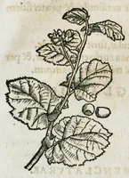 An illustration from Botanicon, continens herbarum, aliorumque simplicium, quorum usus in medicinis est, descriptiones et iconas ad vivum effigiatas : ex praecipuis tam Grecis quam Latinis Authoribus jam recens concinnatum ; Additis etiam, quae Neotericorum obseruationes & experientiae uel comprobarunt denuo, uel nuper inuenerunt/ Avt. Theodorico Dorstenio Medico (1540)