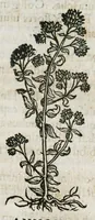 An illustration from Botanicon, continens herbarum, aliorumque simplicium, quorum usus in medicinis est, descriptiones et iconas ad vivum effigiatas : ex praecipuis tam Grecis quam Latinis Authoribus jam recens concinnatum ; Additis etiam, quae Neotericorum obseruationes & experientiae uel comprobarunt denuo, uel nuper inuenerunt/ Avt. Theodorico Dorstenio Medico (1540)