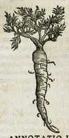 Picture 55 of 76 from Botanicon, continens herbarum, aliorumque simplicium, quorum usus in medicinis est, descriptiones et iconas ad vivum effigiatas : ex praecipuis tam Grecis quam Latinis Authoribus jam recens concinnatum ; Additis etiam, quae Neotericorum obseruationes & experientiae uel comprobarunt denuo, uel nuper inuenerunt/ Avt. Theodorico Dorstenio Medico (1540), leaf 435