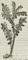 An illustration from Botanicon, continens herbarum, aliorumque simplicium, quorum usus in medicinis est, descriptiones et iconas ad vivum effigiatas : ex praecipuis tam Grecis quam Latinis Authoribus jam recens concinnatum ; Additis etiam, quae Neotericorum obseruationes & experientiae uel comprobarunt denuo, uel nuper inuenerunt/ Avt. Theodorico Dorstenio Medico (1540)