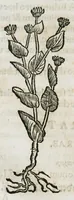 An illustration from Botanicon, continens herbarum, aliorumque simplicium, quorum usus in medicinis est, descriptiones et iconas ad vivum effigiatas : ex praecipuis tam Grecis quam Latinis Authoribus jam recens concinnatum ; Additis etiam, quae Neotericorum obseruationes & experientiae uel comprobarunt denuo, uel nuper inuenerunt/ Avt. Theodorico Dorstenio Medico (1540)