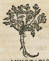 An illustration from Botanicon, continens herbarum, aliorumque simplicium, quorum usus in medicinis est, descriptiones et iconas ad vivum effigiatas : ex praecipuis tam Grecis quam Latinis Authoribus jam recens concinnatum ; Additis etiam, quae Neotericorum obseruationes & experientiae uel comprobarunt denuo, uel nuper inuenerunt/ Avt. Theodorico Dorstenio Medico (1540)