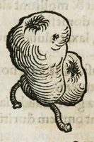 An illustration from Botanicon, continens herbarum, aliorumque simplicium, quorum usus in medicinis est, descriptiones et iconas ad vivum effigiatas : ex praecipuis tam Grecis quam Latinis Authoribus jam recens concinnatum ; Additis etiam, quae Neotericorum obseruationes & experientiae uel comprobarunt denuo, uel nuper inuenerunt/ Avt. Theodorico Dorstenio Medico (1540)