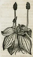 An illustration from Botanicon, continens herbarum, aliorumque simplicium, quorum usus in medicinis est, descriptiones et iconas ad vivum effigiatas : ex praecipuis tam Grecis quam Latinis Authoribus jam recens concinnatum ; Additis etiam, quae Neotericorum obseruationes & experientiae uel comprobarunt denuo, uel nuper inuenerunt/ Avt. Theodorico Dorstenio Medico (1540)
