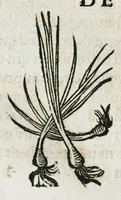 Picture 60 of 76 from Botanicon, continens herbarum, aliorumque simplicium, quorum usus in medicinis est, descriptiones et iconas ad vivum effigiatas : ex praecipuis tam Grecis quam Latinis Authoribus jam recens concinnatum ; Additis etiam, quae Neotericorum obseruationes & experientiae uel comprobarunt denuo, uel nuper inuenerunt/ Avt. Theodorico Dorstenio Medico (1540), leaf 475