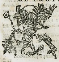 An illustration from Botanicon, continens herbarum, aliorumque simplicium, quorum usus in medicinis est, descriptiones et iconas ad vivum effigiatas : ex praecipuis tam Grecis quam Latinis Authoribus jam recens concinnatum ; Additis etiam, quae Neotericorum obseruationes & experientiae uel comprobarunt denuo, uel nuper inuenerunt/ Avt. Theodorico Dorstenio Medico (1540)