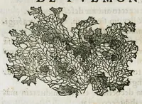 Picture 62 of 76 from Botanicon, continens herbarum, aliorumque simplicium, quorum usus in medicinis est, descriptiones et iconas ad vivum effigiatas : ex praecipuis tam Grecis quam Latinis Authoribus jam recens concinnatum ; Additis etiam, quae Neotericorum obseruationes & experientiae uel comprobarunt denuo, uel nuper inuenerunt/ Avt. Theodorico Dorstenio Medico (1540), leaf 492