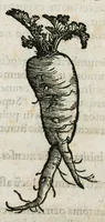Picture 63 of 76 from Botanicon, continens herbarum, aliorumque simplicium, quorum usus in medicinis est, descriptiones et iconas ad vivum effigiatas : ex praecipuis tam Grecis quam Latinis Authoribus jam recens concinnatum ; Additis etiam, quae Neotericorum obseruationes & experientiae uel comprobarunt denuo, uel nuper inuenerunt/ Avt. Theodorico Dorstenio Medico (1540), leaf 501