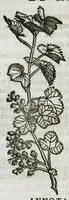 An illustration from Botanicon, continens herbarum, aliorumque simplicium, quorum usus in medicinis est, descriptiones et iconas ad vivum effigiatas : ex praecipuis tam Grecis quam Latinis Authoribus jam recens concinnatum ; Additis etiam, quae Neotericorum obseruationes & experientiae uel comprobarunt denuo, uel nuper inuenerunt/ Avt. Theodorico Dorstenio Medico (1540)