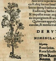 An illustration from Botanicon, continens herbarum, aliorumque simplicium, quorum usus in medicinis est, descriptiones et iconas ad vivum effigiatas : ex praecipuis tam Grecis quam Latinis Authoribus jam recens concinnatum ; Additis etiam, quae Neotericorum obseruationes & experientiae uel comprobarunt denuo, uel nuper inuenerunt/ Avt. Theodorico Dorstenio Medico (1540)