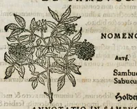 An illustration from Botanicon, continens herbarum, aliorumque simplicium, quorum usus in medicinis est, descriptiones et iconas ad vivum effigiatas : ex praecipuis tam Grecis quam Latinis Authoribus jam recens concinnatum ; Additis etiam, quae Neotericorum obseruationes & experientiae uel comprobarunt denuo, uel nuper inuenerunt/ Avt. Theodorico Dorstenio Medico (1540)