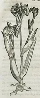 An illustration from Botanicon, continens herbarum, aliorumque simplicium, quorum usus in medicinis est, descriptiones et iconas ad vivum effigiatas : ex praecipuis tam Grecis quam Latinis Authoribus jam recens concinnatum ; Additis etiam, quae Neotericorum obseruationes & experientiae uel comprobarunt denuo, uel nuper inuenerunt/ Avt. Theodorico Dorstenio Medico (1540)
