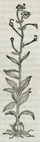 An illustration from Botanicon, continens herbarum, aliorumque simplicium, quorum usus in medicinis est, descriptiones et iconas ad vivum effigiatas : ex praecipuis tam Grecis quam Latinis Authoribus jam recens concinnatum ; Additis etiam, quae Neotericorum obseruationes & experientiae uel comprobarunt denuo, uel nuper inuenerunt/ Avt. Theodorico Dorstenio Medico (1540)