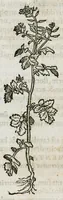 An illustration from Botanicon, continens herbarum, aliorumque simplicium, quorum usus in medicinis est, descriptiones et iconas ad vivum effigiatas : ex praecipuis tam Grecis quam Latinis Authoribus jam recens concinnatum ; Additis etiam, quae Neotericorum obseruationes & experientiae uel comprobarunt denuo, uel nuper inuenerunt/ Avt. Theodorico Dorstenio Medico (1540)