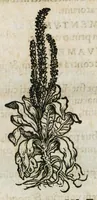 An illustration from Botanicon, continens herbarum, aliorumque simplicium, quorum usus in medicinis est, descriptiones et iconas ad vivum effigiatas : ex praecipuis tam Grecis quam Latinis Authoribus jam recens concinnatum ; Additis etiam, quae Neotericorum obseruationes & experientiae uel comprobarunt denuo, uel nuper inuenerunt/ Avt. Theodorico Dorstenio Medico (1540)