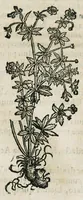 An illustration from Botanicon, continens herbarum, aliorumque simplicium, quorum usus in medicinis est, descriptiones et iconas ad vivum effigiatas : ex praecipuis tam Grecis quam Latinis Authoribus jam recens concinnatum ; Additis etiam, quae Neotericorum obseruationes & experientiae uel comprobarunt denuo, uel nuper inuenerunt/ Avt. Theodorico Dorstenio Medico (1540)
