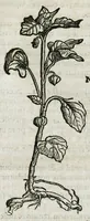 An illustration from Botanicon, continens herbarum, aliorumque simplicium, quorum usus in medicinis est, descriptiones et iconas ad vivum effigiatas : ex praecipuis tam Grecis quam Latinis Authoribus jam recens concinnatum ; Additis etiam, quae Neotericorum obseruationes & experientiae uel comprobarunt denuo, uel nuper inuenerunt/ Avt. Theodorico Dorstenio Medico (1540)