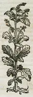 An illustration from Botanicon, continens herbarum, aliorumque simplicium, quorum usus in medicinis est, descriptiones et iconas ad vivum effigiatas : ex praecipuis tam Grecis quam Latinis Authoribus jam recens concinnatum ; Additis etiam, quae Neotericorum obseruationes & experientiae uel comprobarunt denuo, uel nuper inuenerunt/ Avt. Theodorico Dorstenio Medico (1540)