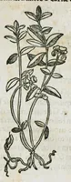 An illustration from Botanicon, continens herbarum, aliorumque simplicium, quorum usus in medicinis est, descriptiones et iconas ad vivum effigiatas : ex praecipuis tam Grecis quam Latinis Authoribus jam recens concinnatum ; Additis etiam, quae Neotericorum obseruationes & experientiae uel comprobarunt denuo, uel nuper inuenerunt/ Avt. Theodorico Dorstenio Medico (1540)