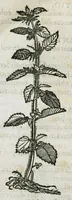 An illustration from Botanicon, continens herbarum, aliorumque simplicium, quorum usus in medicinis est, descriptiones et iconas ad vivum effigiatas : ex praecipuis tam Grecis quam Latinis Authoribus jam recens concinnatum ; Additis etiam, quae Neotericorum obseruationes & experientiae uel comprobarunt denuo, uel nuper inuenerunt/ Avt. Theodorico Dorstenio Medico (1540)