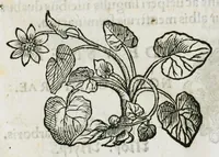 An illustration from Botanicon, continens herbarum, aliorumque simplicium, quorum usus in medicinis est, descriptiones et iconas ad vivum effigiatas : ex praecipuis tam Grecis quam Latinis Authoribus jam recens concinnatum ; Additis etiam, quae Neotericorum obseruationes & experientiae uel comprobarunt denuo, uel nuper inuenerunt/ Avt. Theodorico Dorstenio Medico (1540)