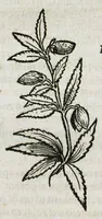An illustration from Botanicon, continens herbarum, aliorumque simplicium, quorum usus in medicinis est, descriptiones et iconas ad vivum effigiatas : ex praecipuis tam Grecis quam Latinis Authoribus jam recens concinnatum ; Additis etiam, quae Neotericorum obseruationes & experientiae uel comprobarunt denuo, uel nuper inuenerunt/ Avt. Theodorico Dorstenio Medico (1540)