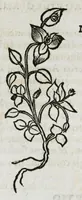 An illustration from Botanicon, continens herbarum, aliorumque simplicium, quorum usus in medicinis est, descriptiones et iconas ad vivum effigiatas : ex praecipuis tam Grecis quam Latinis Authoribus jam recens concinnatum ; Additis etiam, quae Neotericorum obseruationes & experientiae uel comprobarunt denuo, uel nuper inuenerunt/ Avt. Theodorico Dorstenio Medico (1540)