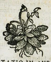 Picture 11 of 76 from Botanicon, continens herbarum, aliorumque simplicium, quorum usus in medicinis est, descriptiones et iconas ad vivum effigiatas : ex praecipuis tam Grecis quam Latinis Authoribus jam recens concinnatum ; Additis etiam, quae Neotericorum obseruationes & experientiae uel comprobarunt denuo, uel nuper inuenerunt/ Avt. Theodorico Dorstenio Medico (1540), leaf 93