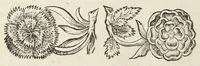 An illustration from Pharmacopoeiæ Augustanæ restitutæ ab ejus autore, Luca Schröckio, Luc. fil. medicinæ doctore, & in patriâ physico, suscepta defensio. Qua imprimis Dn. D. Friderici Hoffmanni argumentis, in clave pharmaceutica Schröderiana, contra prædictum dispensatorium, pro Zuelferi defensione, prolatis respondetur ; simulque cujusdam ficto nomine vocati Philonis Nasturtii postscriptum, & hanc respiciens Schmuziana antithesis excutitur. (1675)