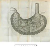 An illustration from Pharmaceutice rationalis, sive Diatriba de medicamentorum operationibus in humano corpore, authore Thoma Willis, M. D. In Univ. Oxon. Prof. Sedleiano, nec non coll. med. Lond. & Societ. Reg. socio. Editio postrema, prioribus emendatior. (1675)