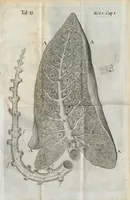 An illustration from Pharmaceutice rationalis, sive Diatriba de medicamentorum operationibus in humano corpore, authore Thoma Willis, M. D. In Univ. Oxon. Prof. Sedleiano, nec non coll. med. Lond. & Societ. Reg. socio. Editio postrema, prioribus emendatior. (1675)