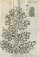 An illustration from Pharmaceutice rationalis, sive Diatriba de medicamentorum operationibus in humano corpore, authore Thoma Willis, M. D. In Univ. Oxon. Prof. Sedleiano, nec non coll. med. Lond. & Societ. Reg. socio. Editio postrema, prioribus emendatior. (1675)
