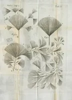 An illustration from Pharmaceutice rationalis, sive Diatriba de medicamentorum operationibus in humano corpore, authore Thoma Willis, M. D. In Univ. Oxon. Prof. Sedleiano, nec non coll. med. Lond. & Societ. Reg. socio. Editio postrema, prioribus emendatior. (1675)