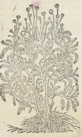 An illustration from Pedanii Dioscoridis Anazarbei, De medicinali materia, Libri sex Joanne Ruellio Suessionensi interprete. Cuilibet capiti additæ annotationes, eruditæ & compendiariæ, è selectiori medicorum promptuario. (1550)