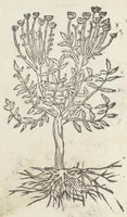 An illustration from Pedanii Dioscoridis Anazarbei, De medicinali materia, Libri sex Joanne Ruellio Suessionensi interprete. Cuilibet capiti additæ annotationes, eruditæ & compendiariæ, è selectiori medicorum promptuario. (1550)