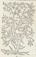 An illustration from Pedanii Dioscoridis Anazarbei, De medicinali materia, Libri sex Joanne Ruellio Suessionensi interprete. Cuilibet capiti additæ annotationes, eruditæ & compendiariæ, è selectiori medicorum promptuario. (1550)