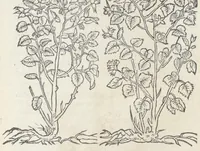 An illustration from Pedanii Dioscoridis Anazarbei, De medicinali materia, Libri sex Joanne Ruellio Suessionensi interprete. Cuilibet capiti additæ annotationes, eruditæ & compendiariæ, è selectiori medicorum promptuario. (1550)