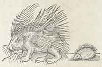 An illustration from Pedanii Dioscoridis Anazarbei, De medicinali materia, Libri sex Joanne Ruellio Suessionensi interprete. Cuilibet capiti additæ annotationes, eruditæ & compendiariæ, è selectiori medicorum promptuario. (1550)