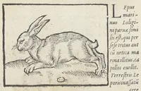 An illustration from Pedanii Dioscoridis Anazarbei, De medicinali materia, Libri sex Joanne Ruellio Suessionensi interprete. Cuilibet capiti additæ annotationes, eruditæ & compendiariæ, è selectiori medicorum promptuario. (1550)