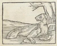 An illustration from Pedanii Dioscoridis Anazarbei, De medicinali materia, Libri sex Joanne Ruellio Suessionensi interprete. Cuilibet capiti additæ annotationes, eruditæ & compendiariæ, è selectiori medicorum promptuario. (1550)