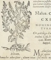 An illustration from Pedanii Dioscoridis Anazarbei, De medicinali materia, Libri sex Joanne Ruellio Suessionensi interprete. Cuilibet capiti additæ annotationes, eruditæ & compendiariæ, è selectiori medicorum promptuario. (1550)