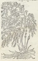 An illustration from Pedanii Dioscoridis Anazarbei, De medicinali materia, Libri sex Joanne Ruellio Suessionensi interprete. Cuilibet capiti additæ annotationes, eruditæ & compendiariæ, è selectiori medicorum promptuario. (1550)